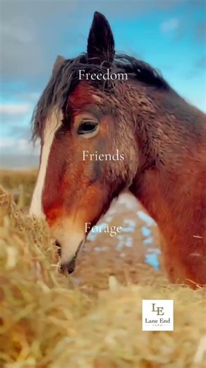 Which F-word do you associate with horses…? #AnimalShorts #Equestrian #FarrierLife