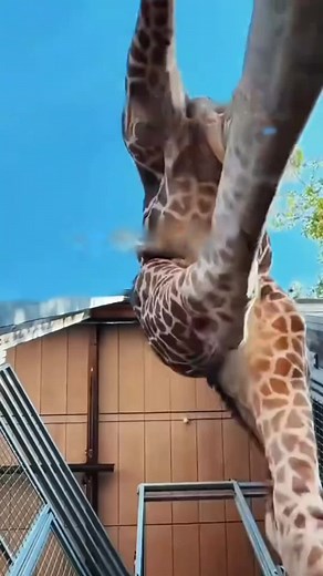 Giraffe Facts and Funny Moments to Enjoy
