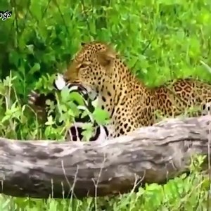 373K views · 2.5K reactions | Leopard pulls a zebra up into a tall tree | Animals Diary | Facebook