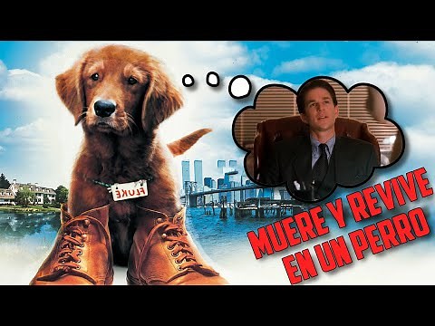 REENCARNA en un Perro, pero CONSERVA SUS RECUERDOS | Fluke Resumido