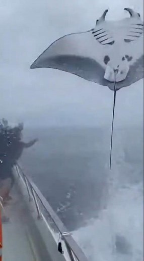HUGE Manta Ray Jumps Next to Boat! (Unbelievable Close Encounter)