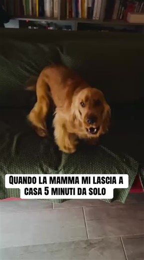 Cocker Spaniel: Le Lamentazioni dei Nostri Amici