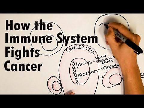 How does the immune system fight Cancer