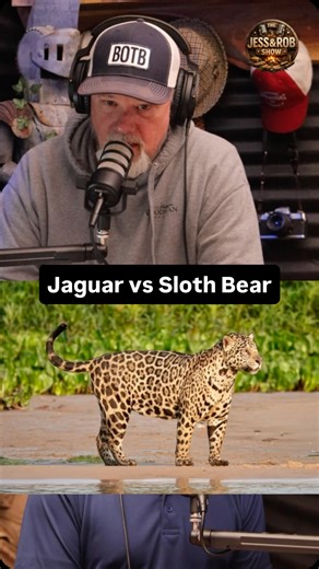 Jess and Rob | Jaguar vs Sloth Bear.. Who would win in a brutal predator showdown — a jaguar or a sloth bear? In this matchup, we compare size, strength,... | Instagram
