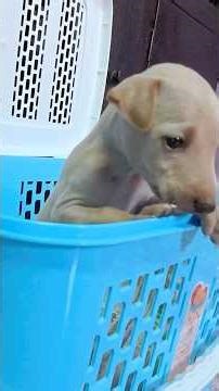 I bought a puppy🥰