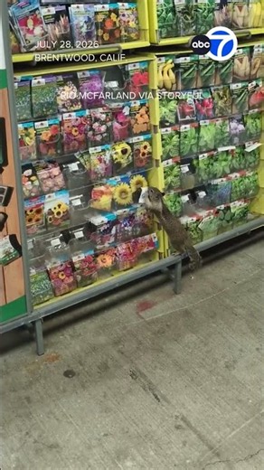 Cheeky squirrel feasts on Home Depot seeds