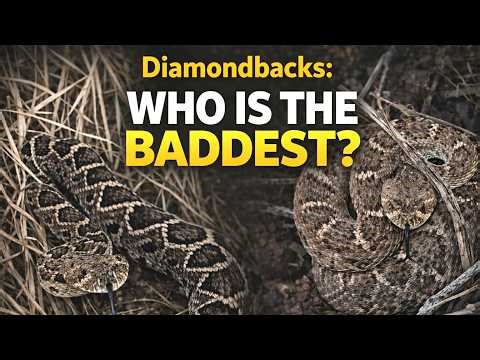 Which is the MOST DANGEROUS? Eastern Diamondback Rattlesnake or Western Diamondback Rattlesnake?
