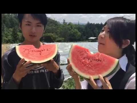 猿投のスイカ「直売所がオープンします」20160601