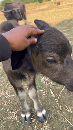 Cute Baby Cow Moment |Relaxing Farm Vibes You Need tiday #babycarabao #farmvibes #cutepets #shorts