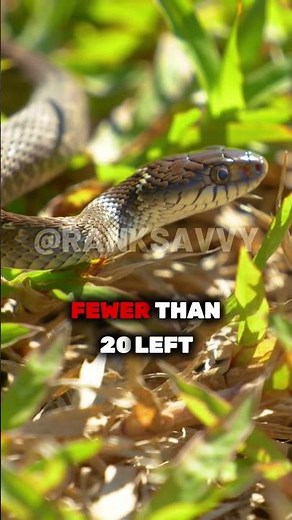 Top 5 RAREST Snakes in the World 🐍 | You Won’t Believe #1!