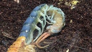 22K views · 122 reactions | What a workout! A Giant Centipede (Ethmostigmus rubripes) sheds its exoskeleton in our Spiders - Alive and Deadly exhibition. The darker section is the new skeleton emerging. The source of the colour? The centipede's blue blood. | Australian Museum | Facebook