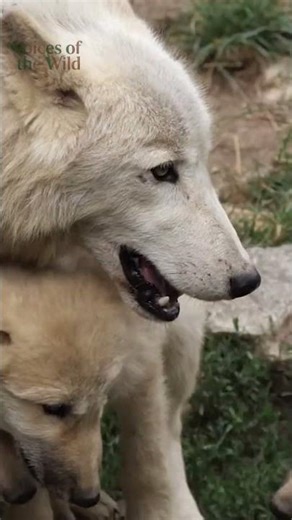 Wolf Pack Secrets 🐺 | How Wolves Really Lead