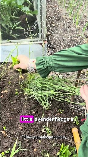 Important summer task when growing lavender #garden #lavender #diy