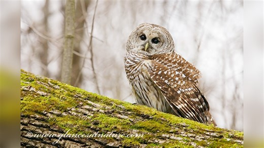 Michigan Owl Species: A Guide to Identification and Habitats