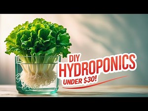 Build a DIY Hydroponic Garden at Home for Under $30! | Easy Step-by-Step Guide