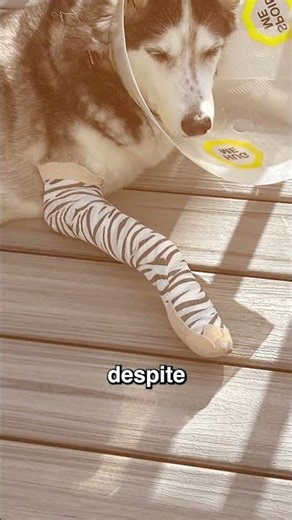 Doctor Mike's Dog Roxy Passed Away 😔 #doctormike #roxy