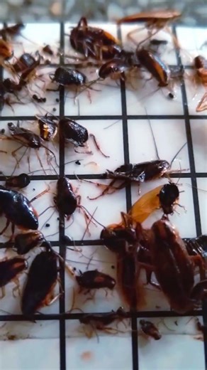 Super-Effective Cockroach Solution! 🪳🚫 #PestControl #CockroachTrap #pestcontrol #cockroach