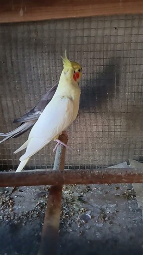 cockatiel breeder bird's #mashallahparrothouse