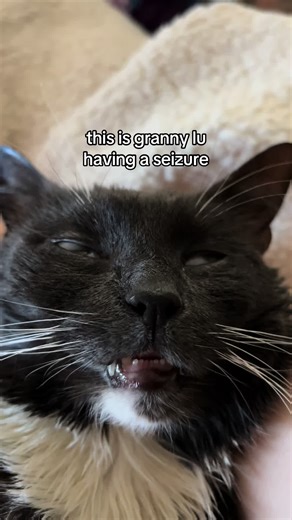 Understanding Seizures in Cats: Granny Lu's Journey