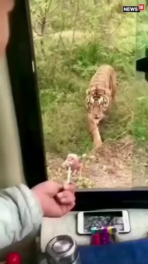 This tiger has a sweet tooth! #tiger #animal #lollipop #popsickle #animallove | News18