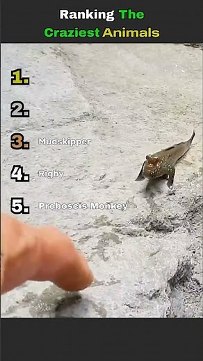 Ranking The Craziest Animals
