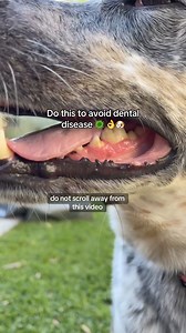 When fed daily these dental chews can help keep plaque at bay. 🐶✨ They scrape plaque while your dog chews giving them fresh breath and cleaner teeth! | Pet Snacks