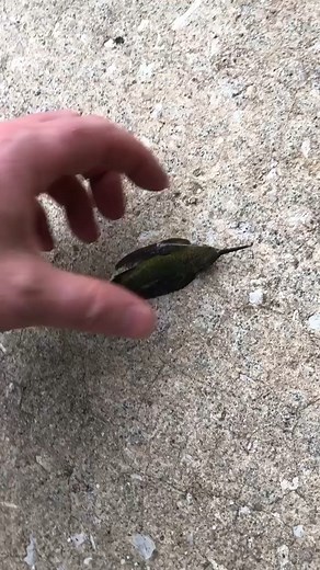 916K views · 5.6K reactions | A tiny hummingbird wrapped in spiderwebs on the ground in Pawleys Island was saved after Chris Brown untangled and pulled the webs off the little guy. When he opened his palm to see if it would fly, it did! Great job, Chris! Show us something good >> wpde.com/chimein | WPDE ABC15 | Facebook