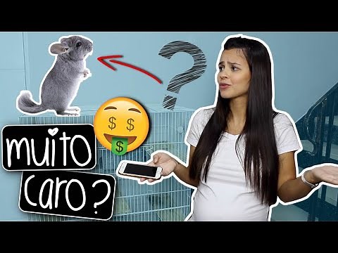 HOW MUCH DOES IT COST TO OWN A CHINCHILLA? - UPDATED 2021 | by Carla Soares