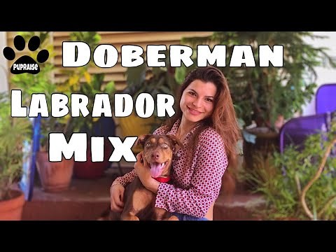 All about The Doberman Lab Mix - Meet Ginger