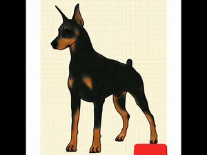 How to draw a doberman dog