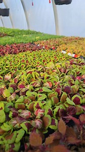 Wow! The colors of these baby coleus plants are so vibrant and beautiful! Don’t you just love their unique foliage?! 🌿😍 These coleus cuttings will be planted into our 4" and 6" pots, and mixed planters! Stay tuned! | Rise and Shine Nursery