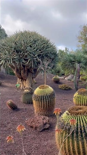 Cactus /botanical garden/Aloidendron dichotomum/кактусы/#shorts