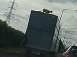 This sheep mysteriously ended up on the roof of this truck