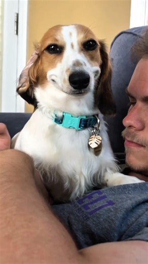 😊🐶 Dogs That Smile – Cutest Moments Ever! #SmilingDogs #HappyDogs #CuteDogs #DogLove #DogVideos