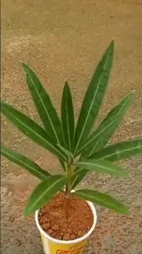 Grow Oleander Faster from Cuttings Simple Steps