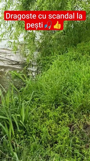 Crapii au început dansul icrelor🎣👍😉#carpfishing #reels #fishing #nature #carp