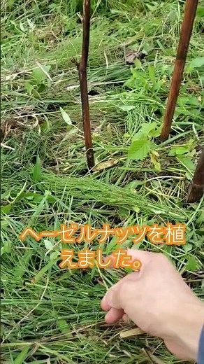 庭にヘーゼルナッツを植える、 #家庭菜園 #農業