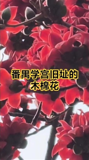 广州番禺学宫旧址的木棉花 #广州 #番禺学宫旧址 #木棉花