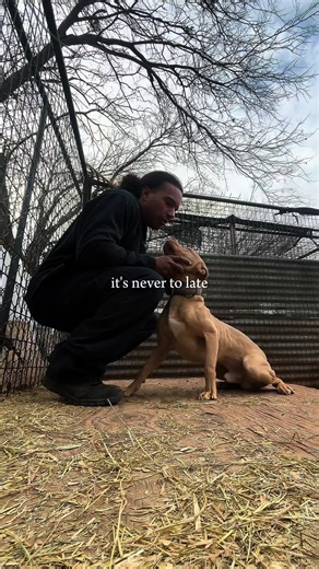 Try Hard Champion: American Pit Bull Terrier Training