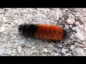 Woolly Bear Caterpillar