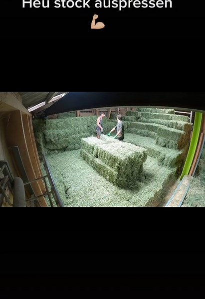 Efficient Hay Stacking Techniques in Tösstal Switzerland
