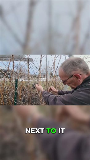 Which Raspberry Canes Will Actually Give You Berries #gardening #raspberry
