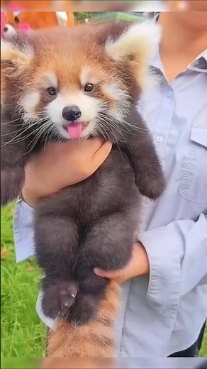 Cutest Red Panda Moments Ever 🐾✨