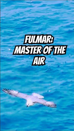 Fulmar: Master of the Air #birds #shorts