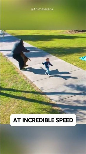 Belgian Malinois Protects Child in Seconds ! 😱🐕🔥