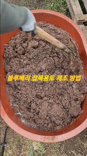 블루베리 삽목 용토 제조 방법, 피트모스와 펄라이트 7:3, 물반죽, 움켜지어 물이 흐를 정도.