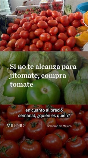 Profeco recommends using green tomatoes in the face of tomato price fluctuations.