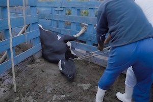 Bovini scuoiati vivi e picchiati: viaggio dell'orrore negli allevamenti brasiliani (da cui importiamo tonnellate di carne)