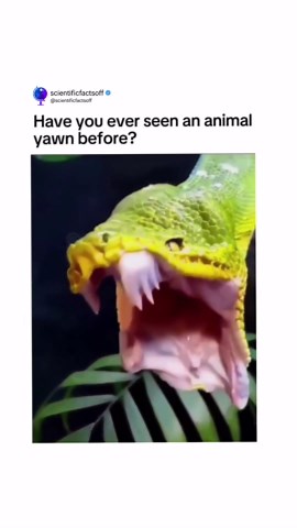 scientific facts | Animals yawning #animals #yawning #animals #snakes #snake #scientificfactsoff | Instagram