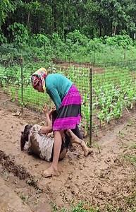 Video Of TheDay #singlmom #building #harvest #outdoors | Ly Thi Ngoan
